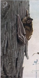 Pipistrello marrone da Louis Agassiz Fuertes